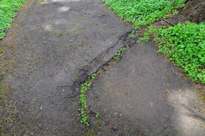 One of a few cracks on paved trails